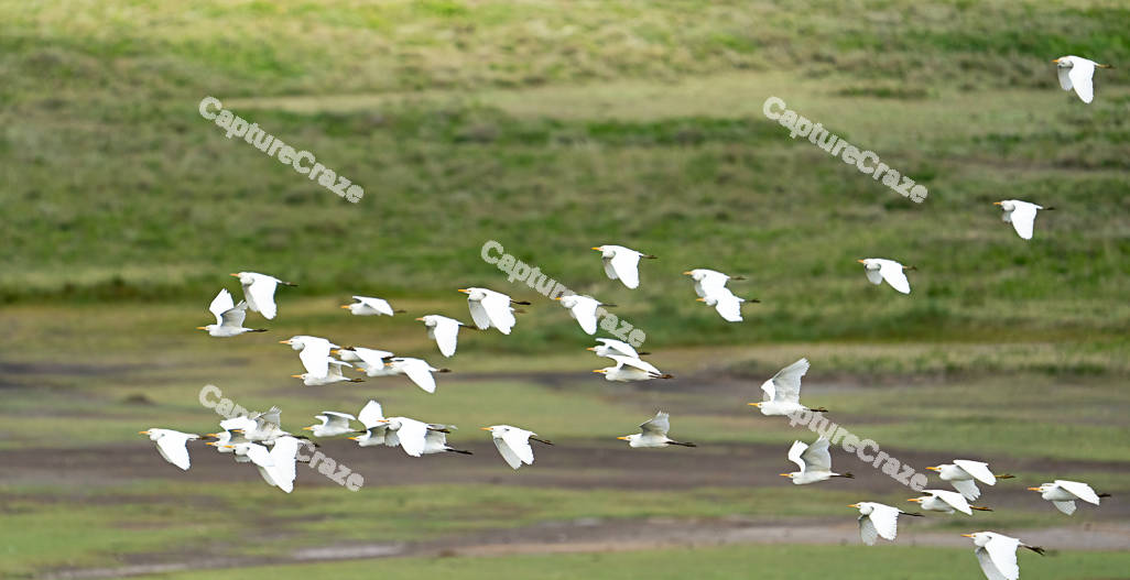 A Flock of Seagull